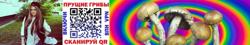 Псилоцибиновые грибы Psilocybe  Грязовец 